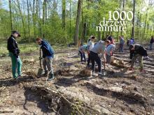 Akcja „1000 drzew na minutę”