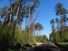 Lasy Nadleśnictwa Biała Podlaska