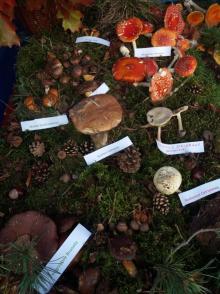 Jesienna wystawa grzybów