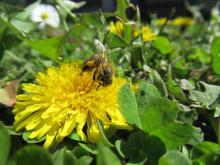 "Chroniąc rośliny - pamiętajmy o pszczołach"