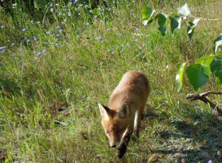 Lis - Fot. Anna Sawicka